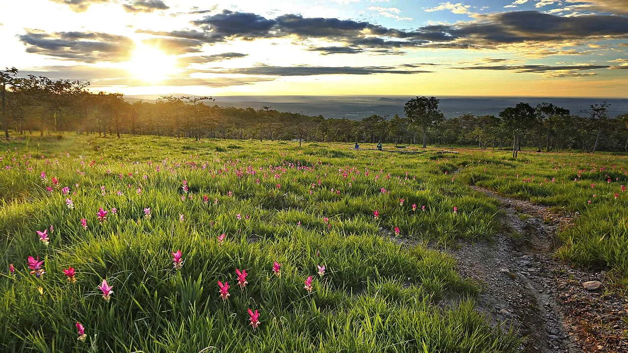 ทุ่งดอกกระเจียว อุทยานแห่งชาติไทรทอง จังหวัดชัยภูมิ