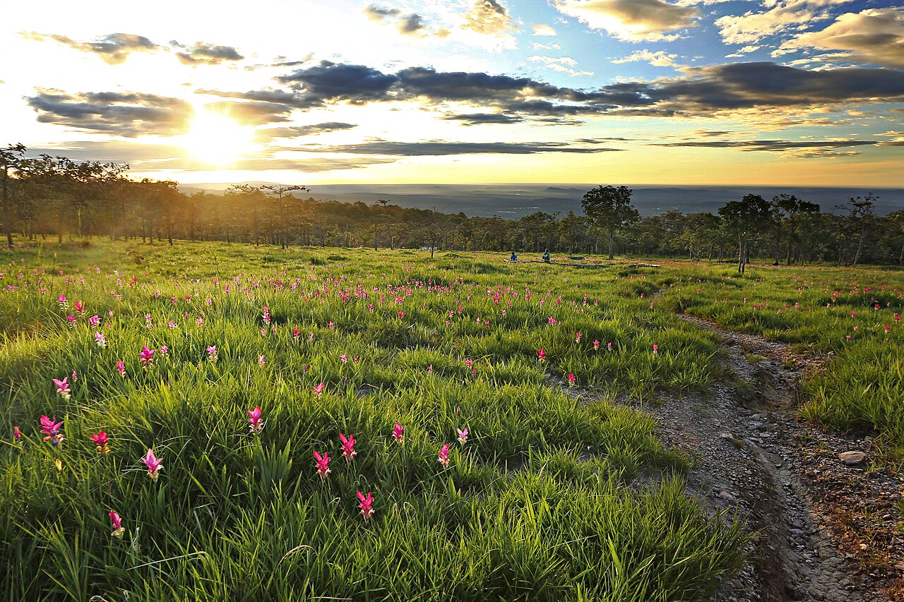อุทยานแห่งชาติไทรทอง จังหวัดชัยภูมิ — ภาพถ่ายสถานที่จริง